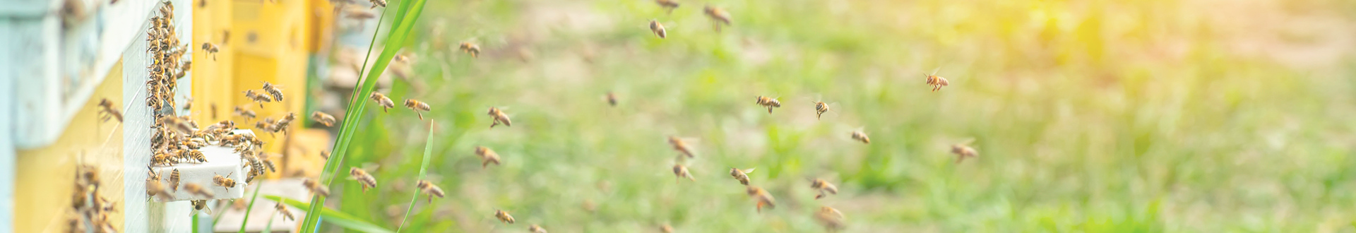 Gabor Cosmetics for Bees